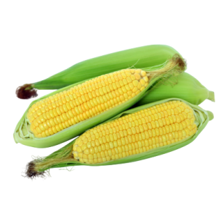 Bright Jean Sweet Corn From Known You Seed (India)-KYI